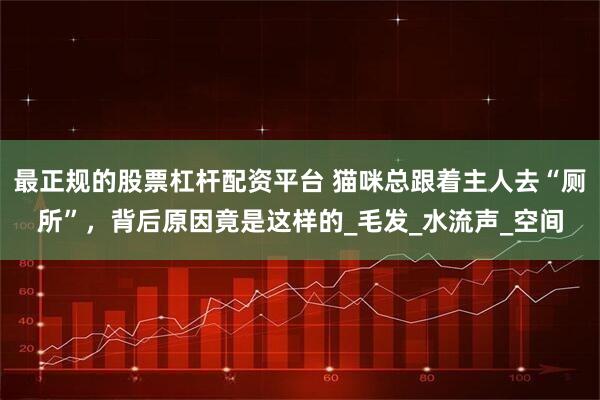 最正规的股票杠杆配资平台 猫咪总跟着主人去“厕所”，背后原因竟是这样的_毛发_水流声_空间